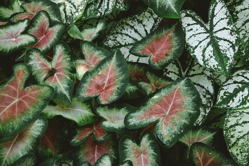 Sun Tolerant Caladiums